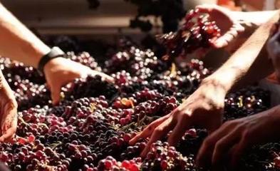 從葡萄酒加工視角，解析高端紅酒與低端紅酒的根本區別